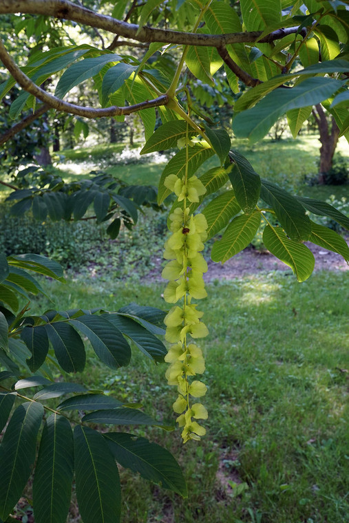 Pterocarya macroptera var. insignis puts on a summer display with its remarkable dangling clusters of winged fruits
