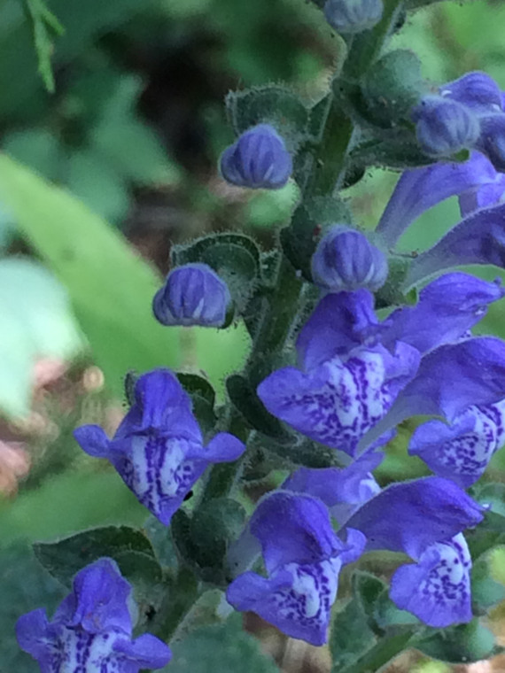 Scutellaria ovata