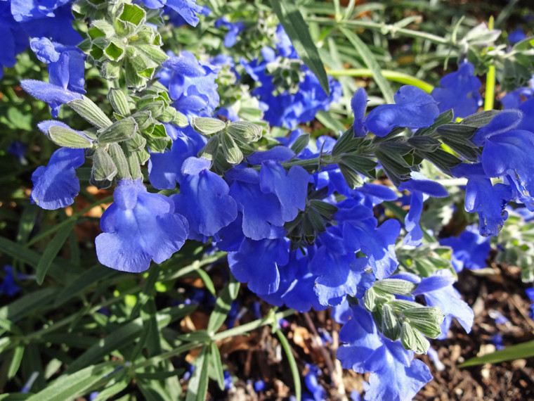 Salvia azurea var. grandiflora