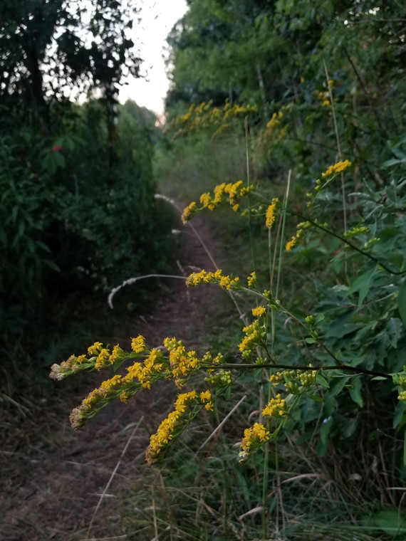 Solidago arguta