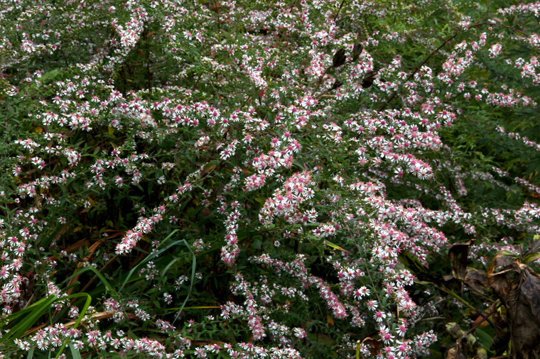 Aster lateriflorus