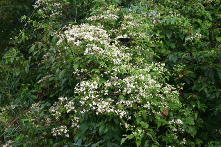 Clematis virginiana