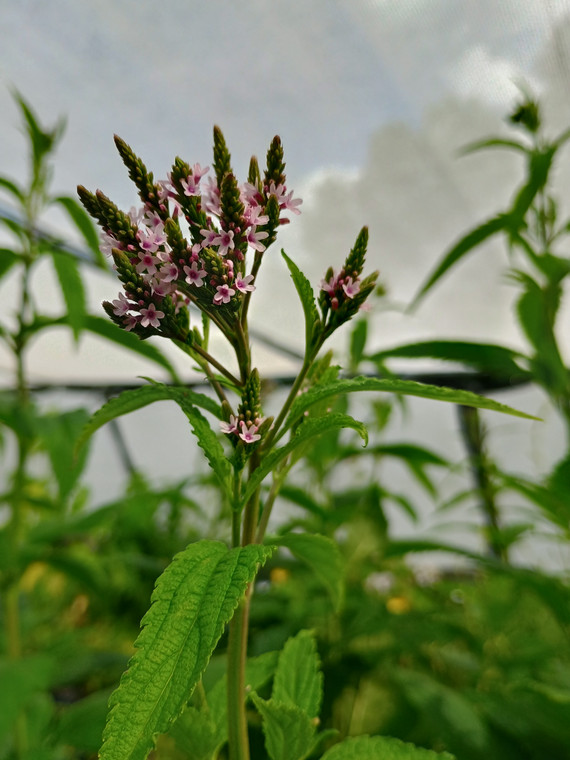 Verbena hastata f. rosea