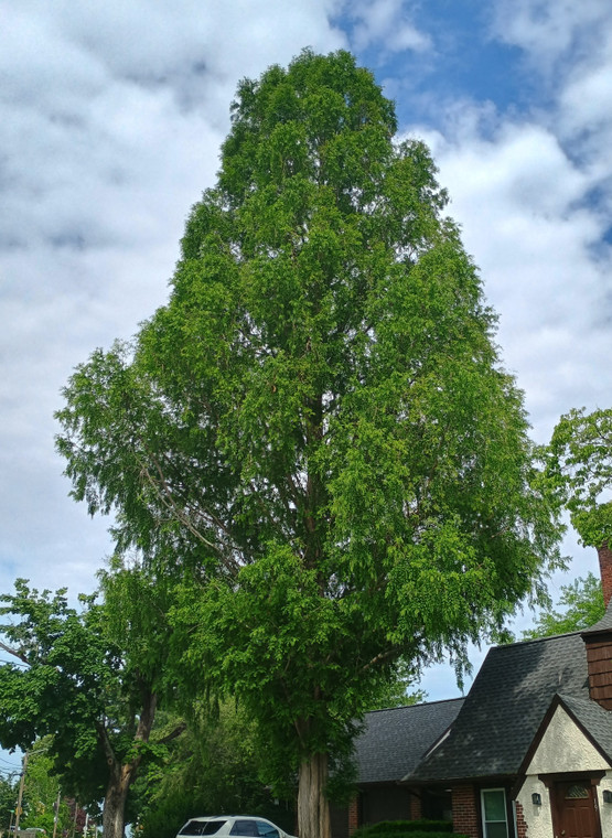 Metasequoia glyptostroboides