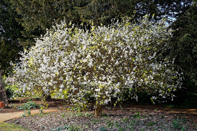 Poncirus (Citrus) trifoliata