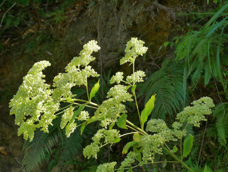 Patrinia rupestris