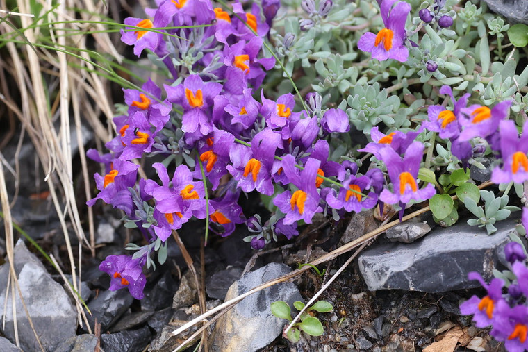 Linaria alpina