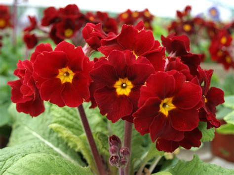 Primula Little Egypt mix