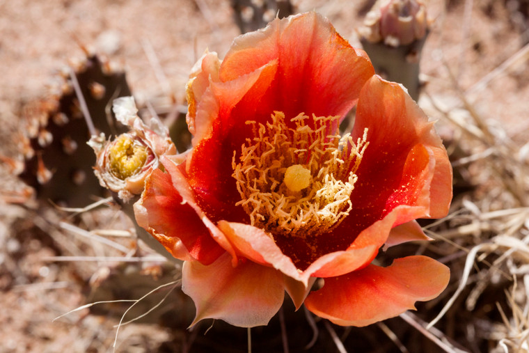 Opuntia 'Ohio'