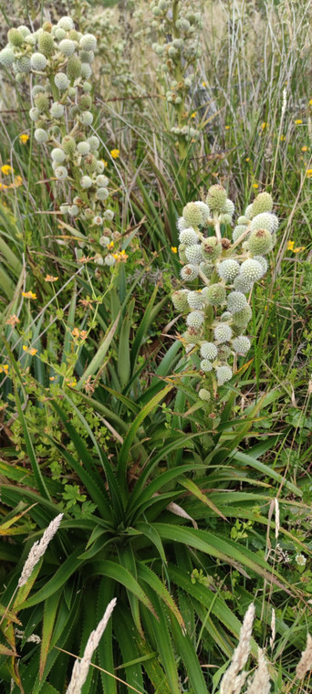 Eryngium paniculatum