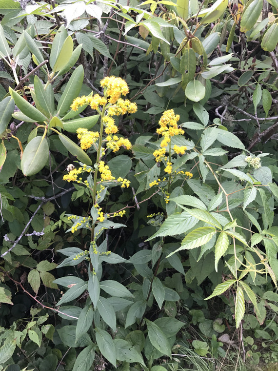 Solidago patula