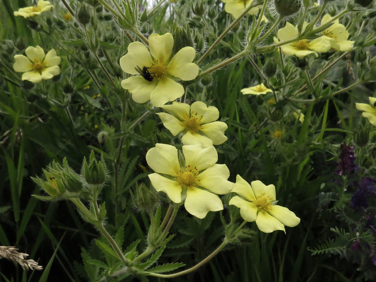 Potentilla recta 'Sulphurea'