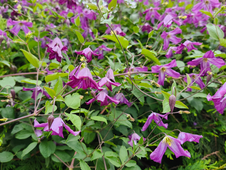 Clematis viticella