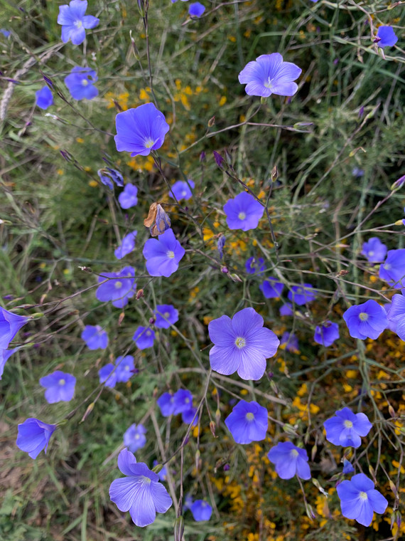 Linum narbonense