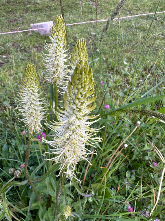 Phyteuma spicatum