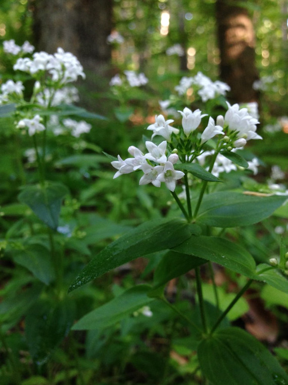 Houstonia purpurea