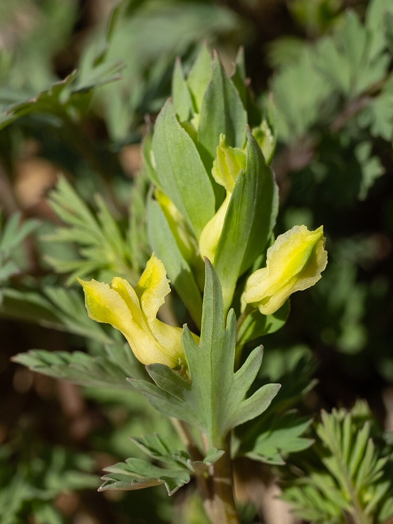 Corydalis flavula