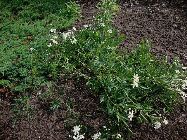 Clematis hexapetala 'Mongolian Snowflakes' is a long-blooming, non-climbing beauty
