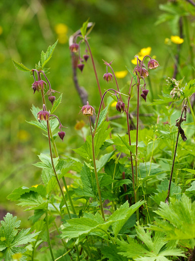 MURRAL Geum rivale bustier (Ivory) ミューラル Geum rivale – Secret Garden Growers