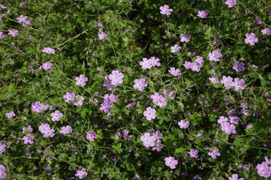 Geranium albanum