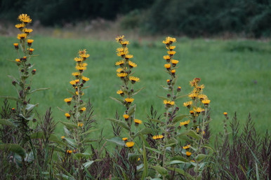 Inula racemosa