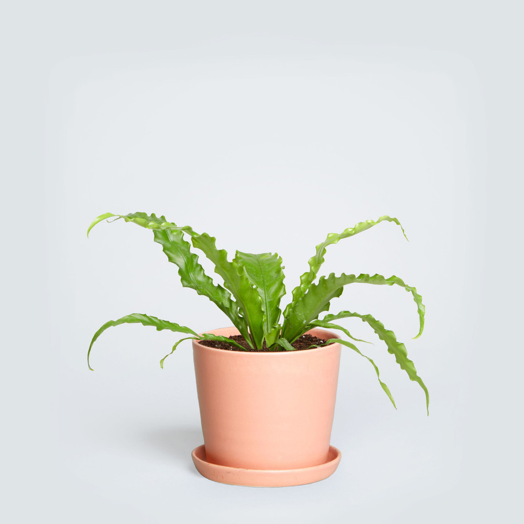 The August, Asplenium Nidus