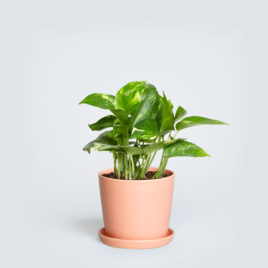 The August, Pothos
