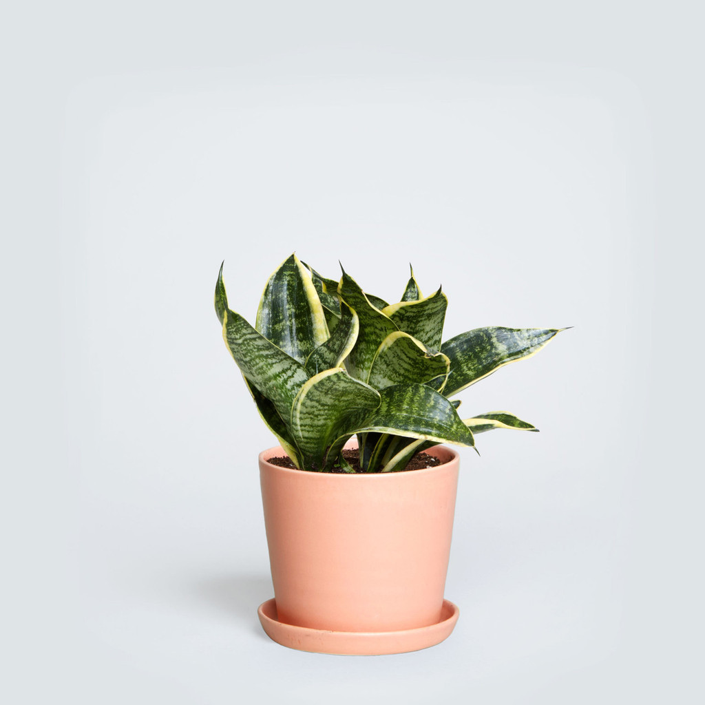 The August, Sansevieria Trifasciata