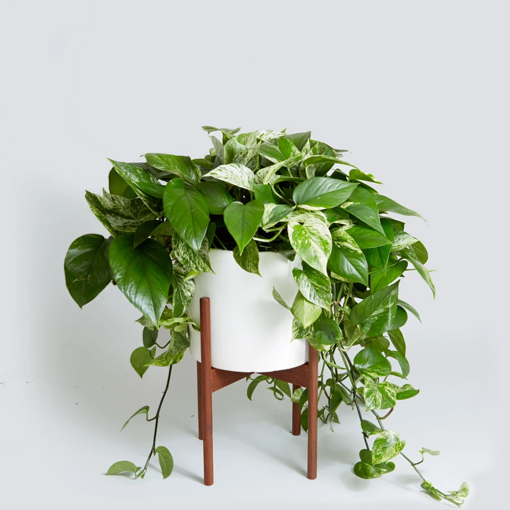 The Case Study Cylinder, Variegated Pothos