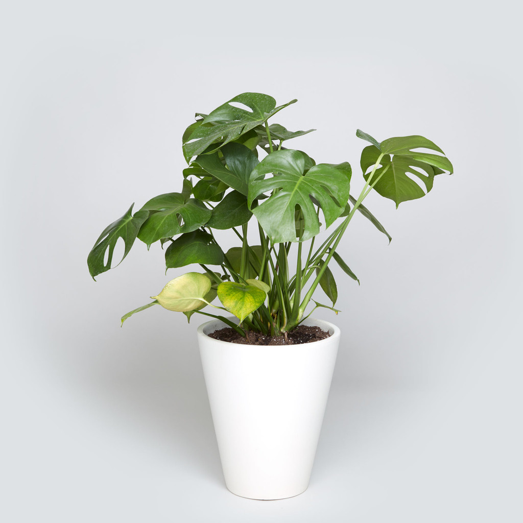 The Case Study Funnel, Monstera