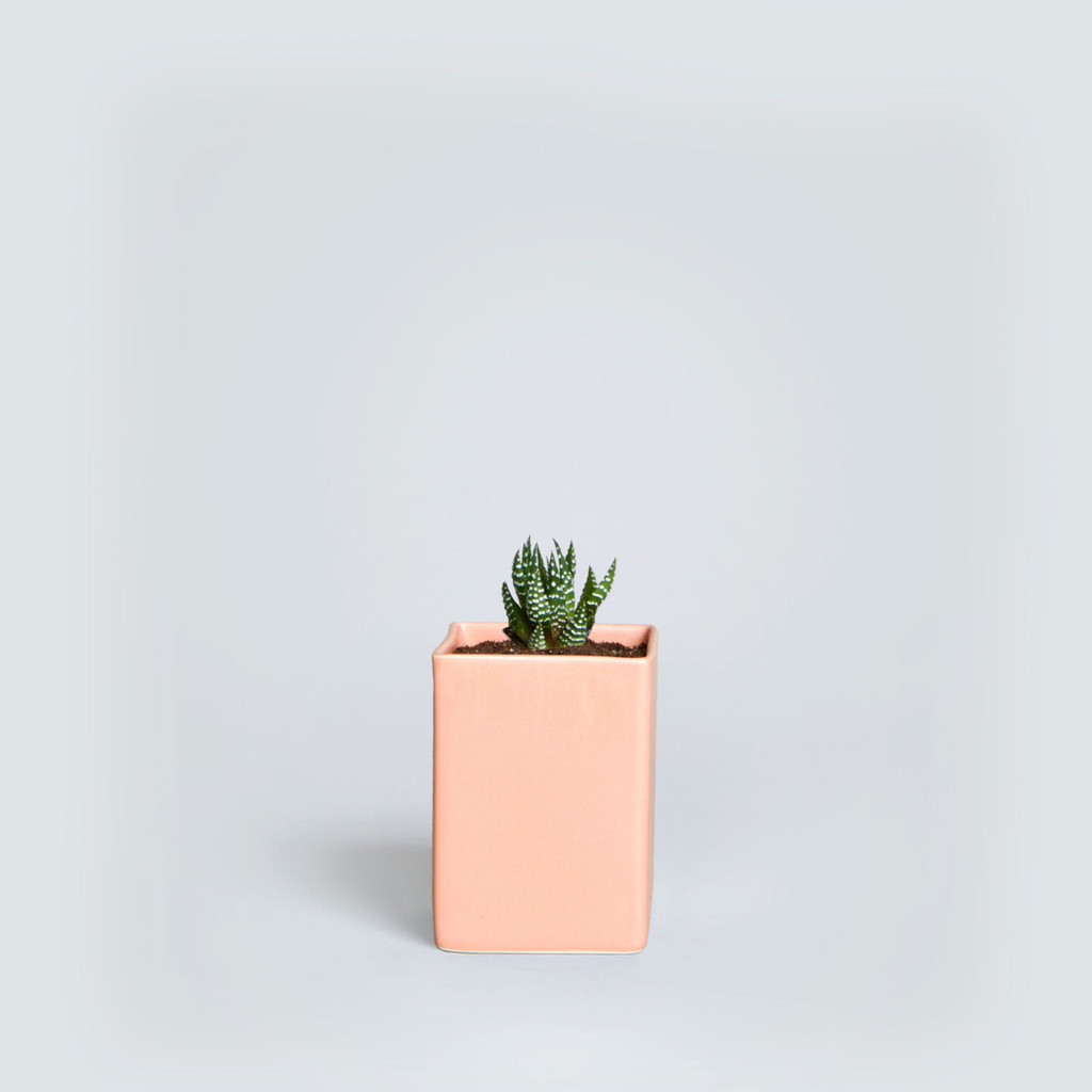 The Calvert, Haworthia Fasciata