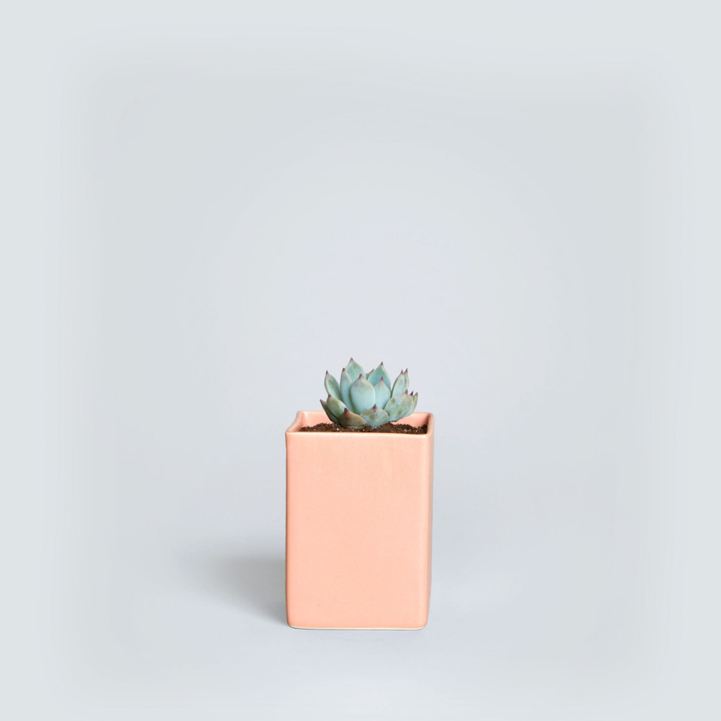 The Calvert, Echeveria