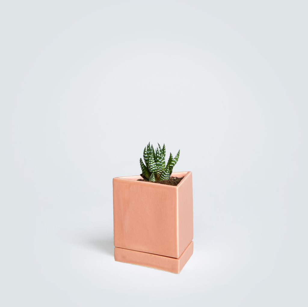 The Jules, Haworthia Fasciata