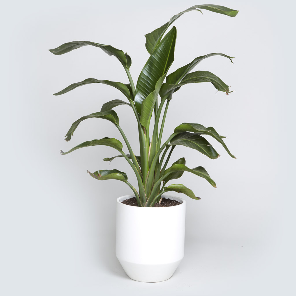 The Case Study Hex, Bird of Paradise