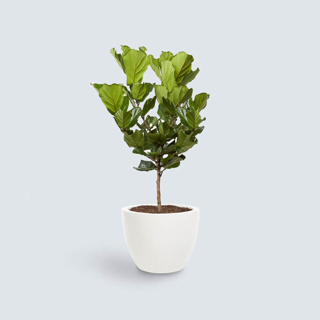 The Fiddle Leaf Fig Tree
