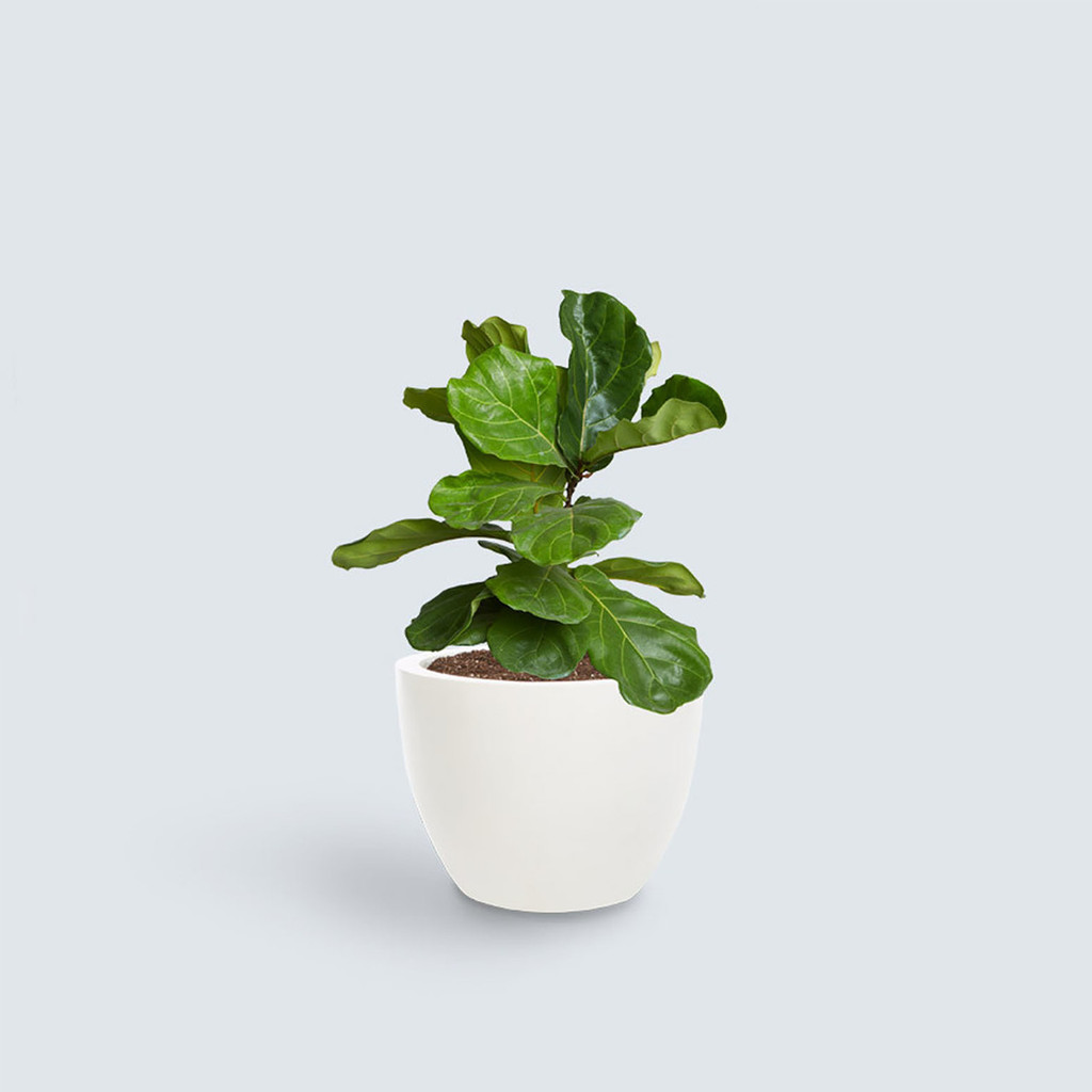 The Fiddle Leaf Fig Bush