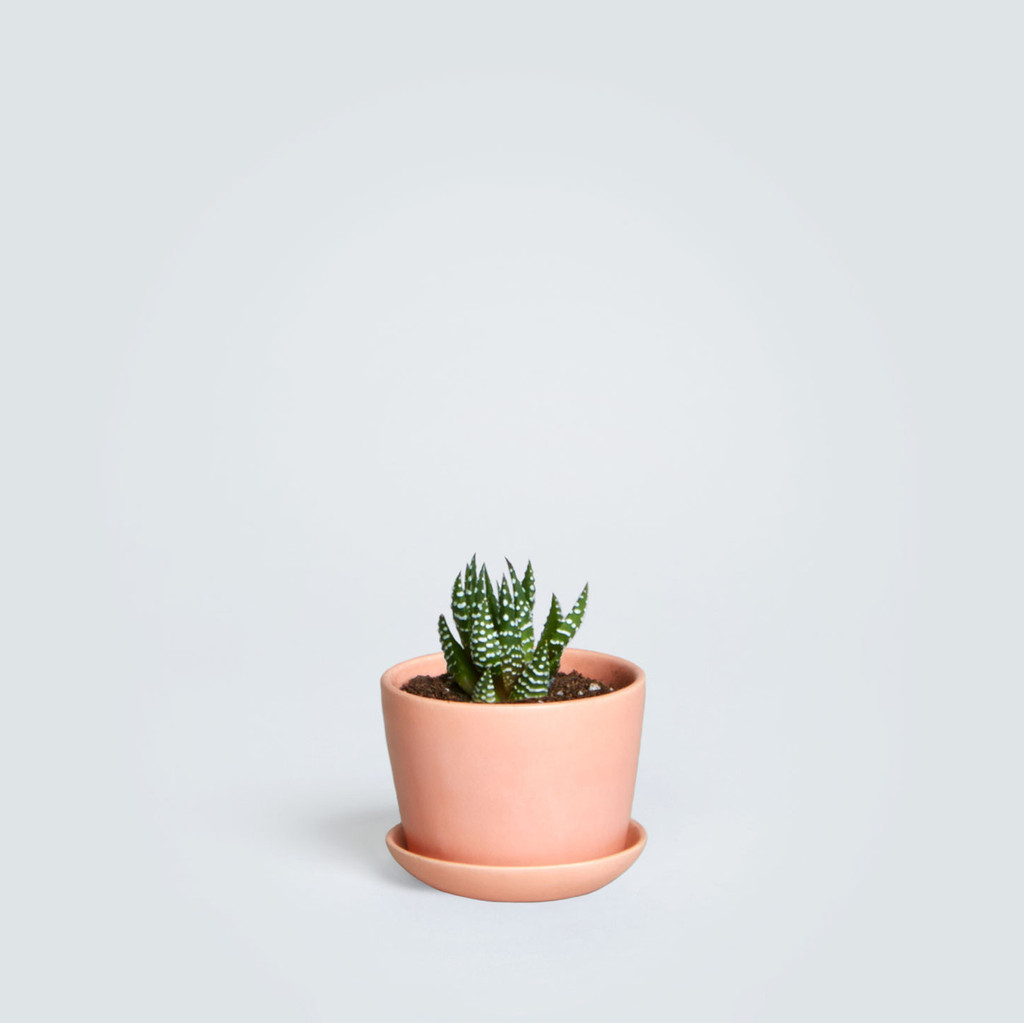 The Ezra, Haworthia Fasciata