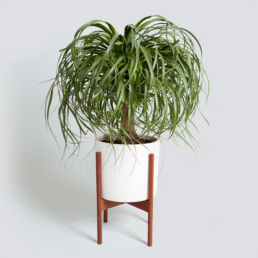 The Case Study Cylinder, Ponytail Palm
