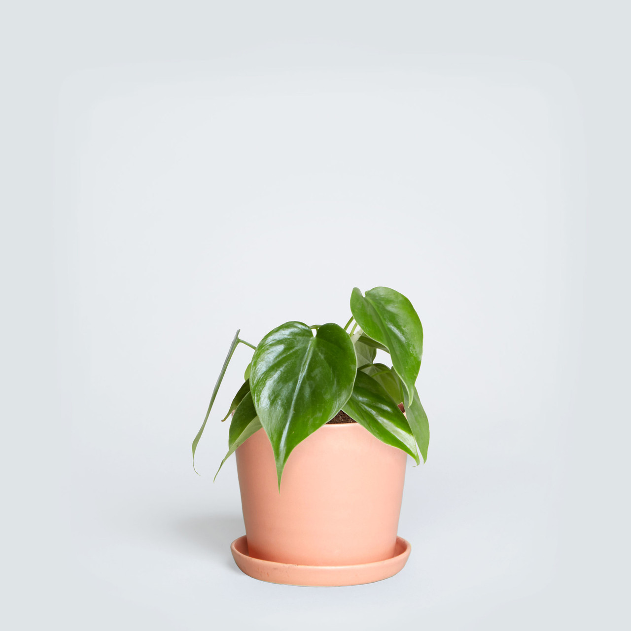The August, Philodendron