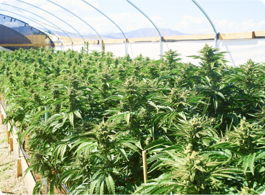 Crops in Greenhouse