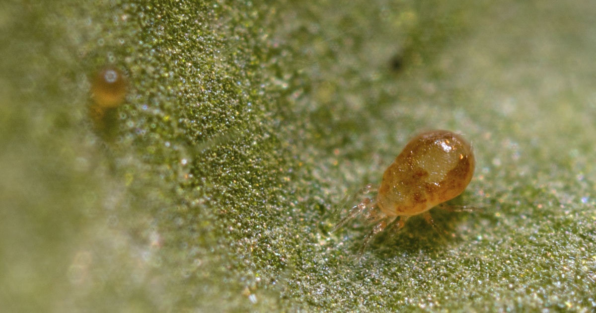 Spical Ulti-Mite – Predatory Mite Sachets for Spider Mite Control