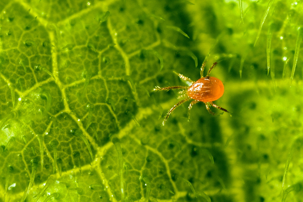 Spidex - The Spider Mite Specialist