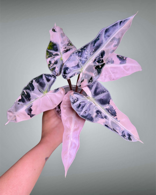 Three Colorful Alocasias