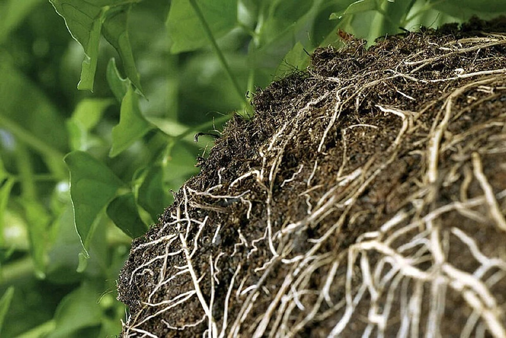 Knockdown and Prevention: Similar But Different