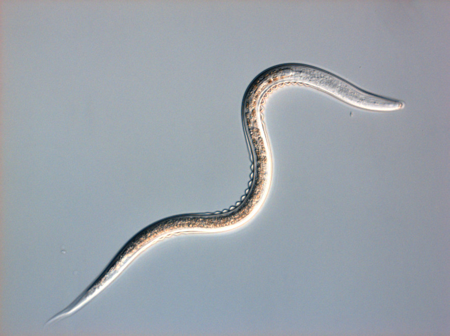 How to Apply Beneficial Nematodes for Maximum Success