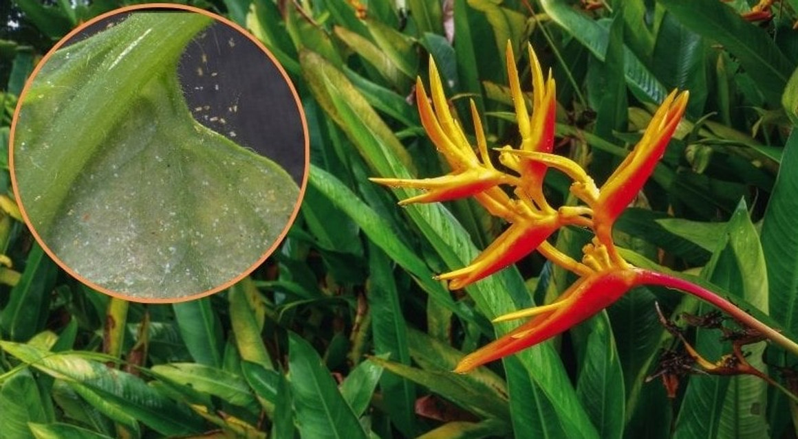 Solving Spider Mites in Ornamentals