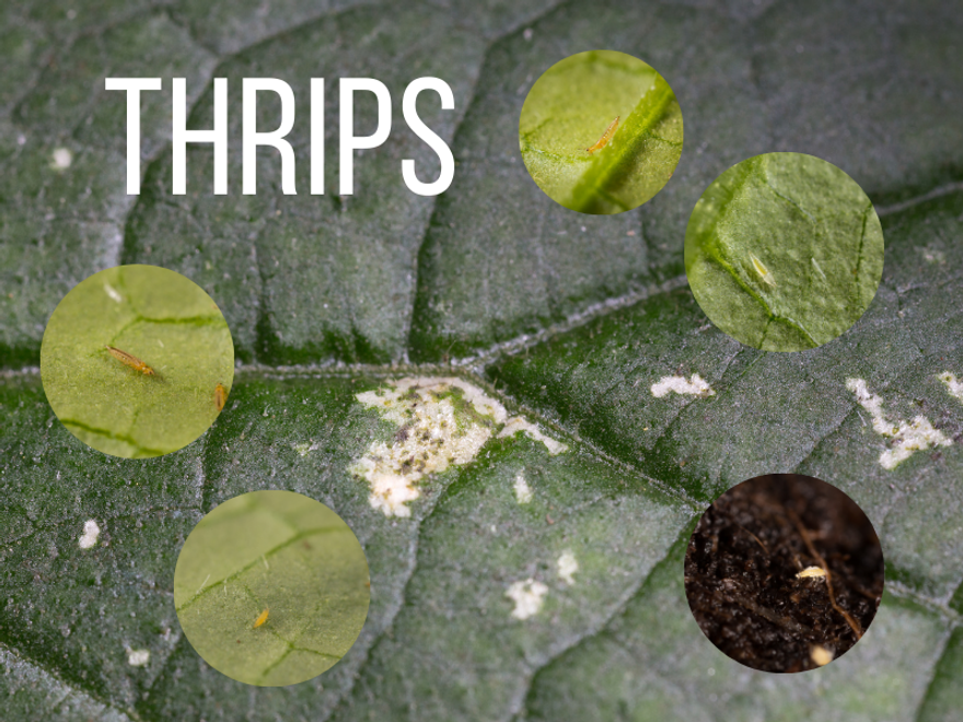 Essential Facts About Thrips