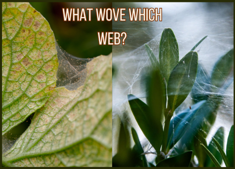 Spider Mite Webbing vs. Spider Webs: What’s Haunting Your Plants?