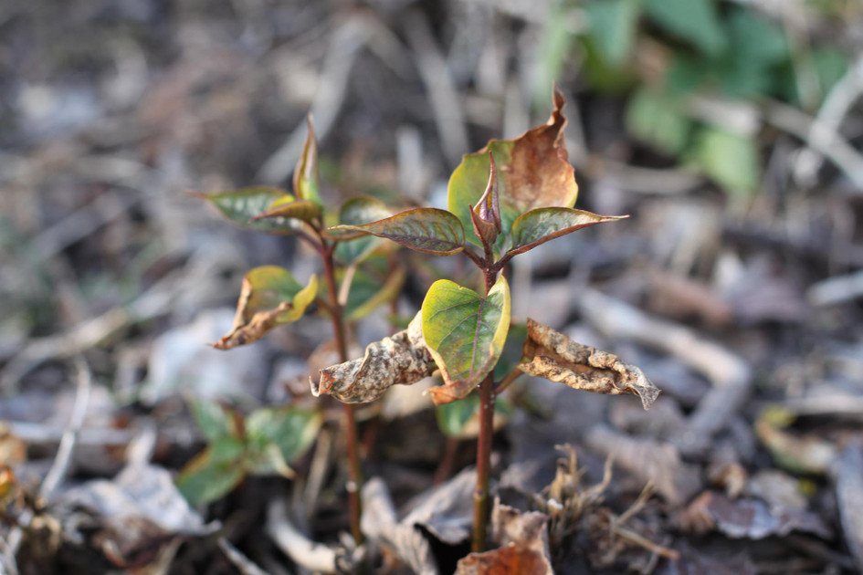 How to Diagnose Foliage Damage