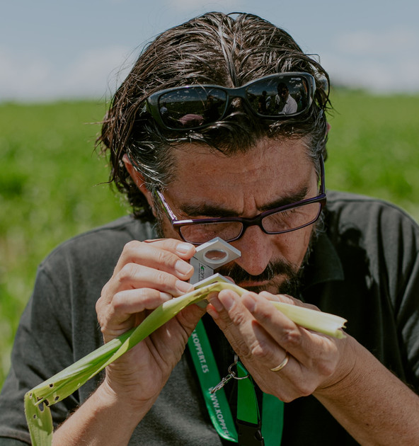 How tell between Whitefly, Aphid and Thrips Symptoms: A Diagnostic Guide 